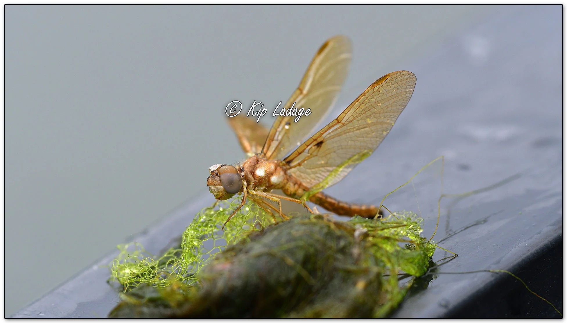 Newly Emerged Eastern Amberwing Dragonfly - Image 1120092