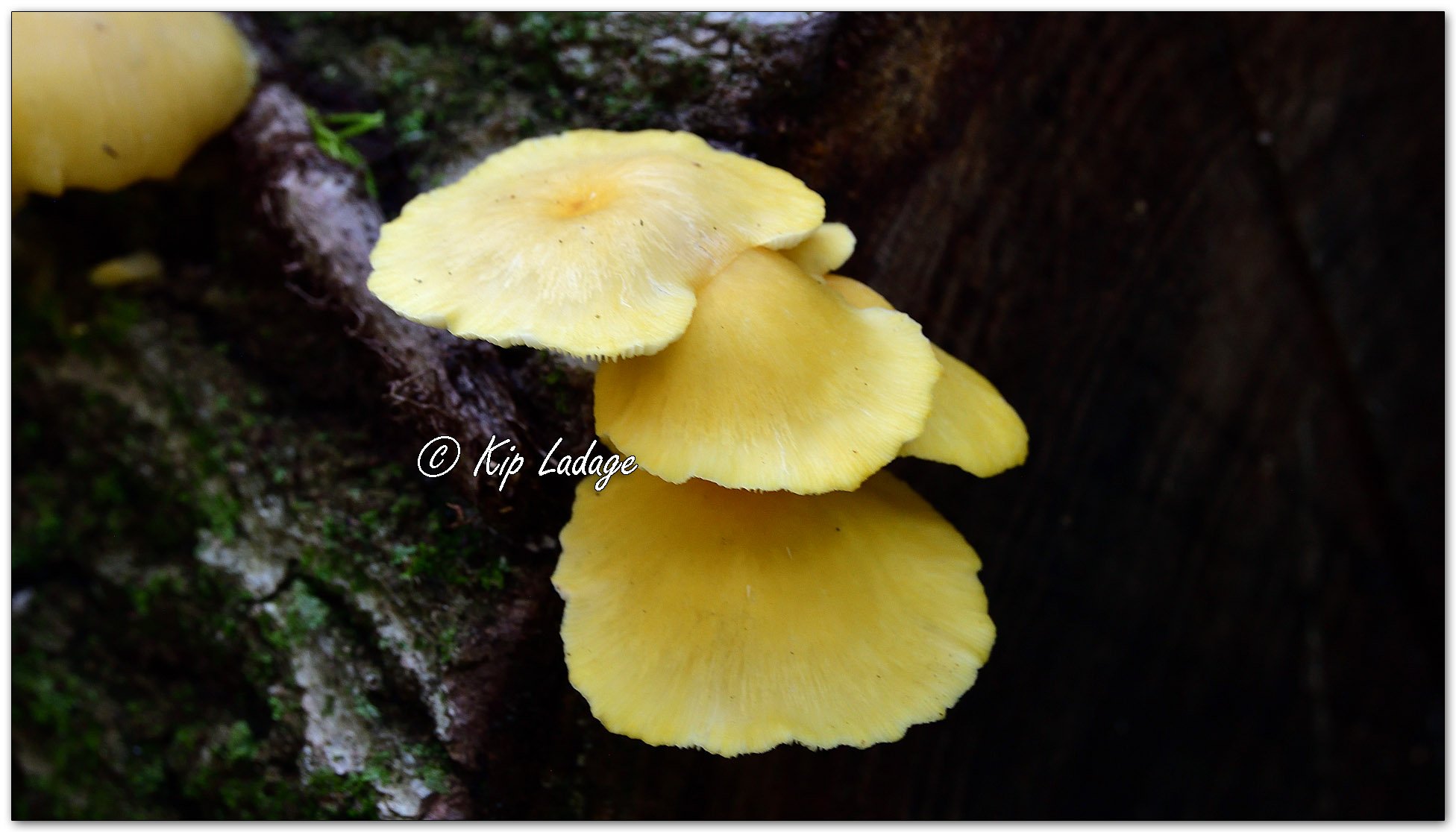 Flowerpot Parasol - Image 1131849