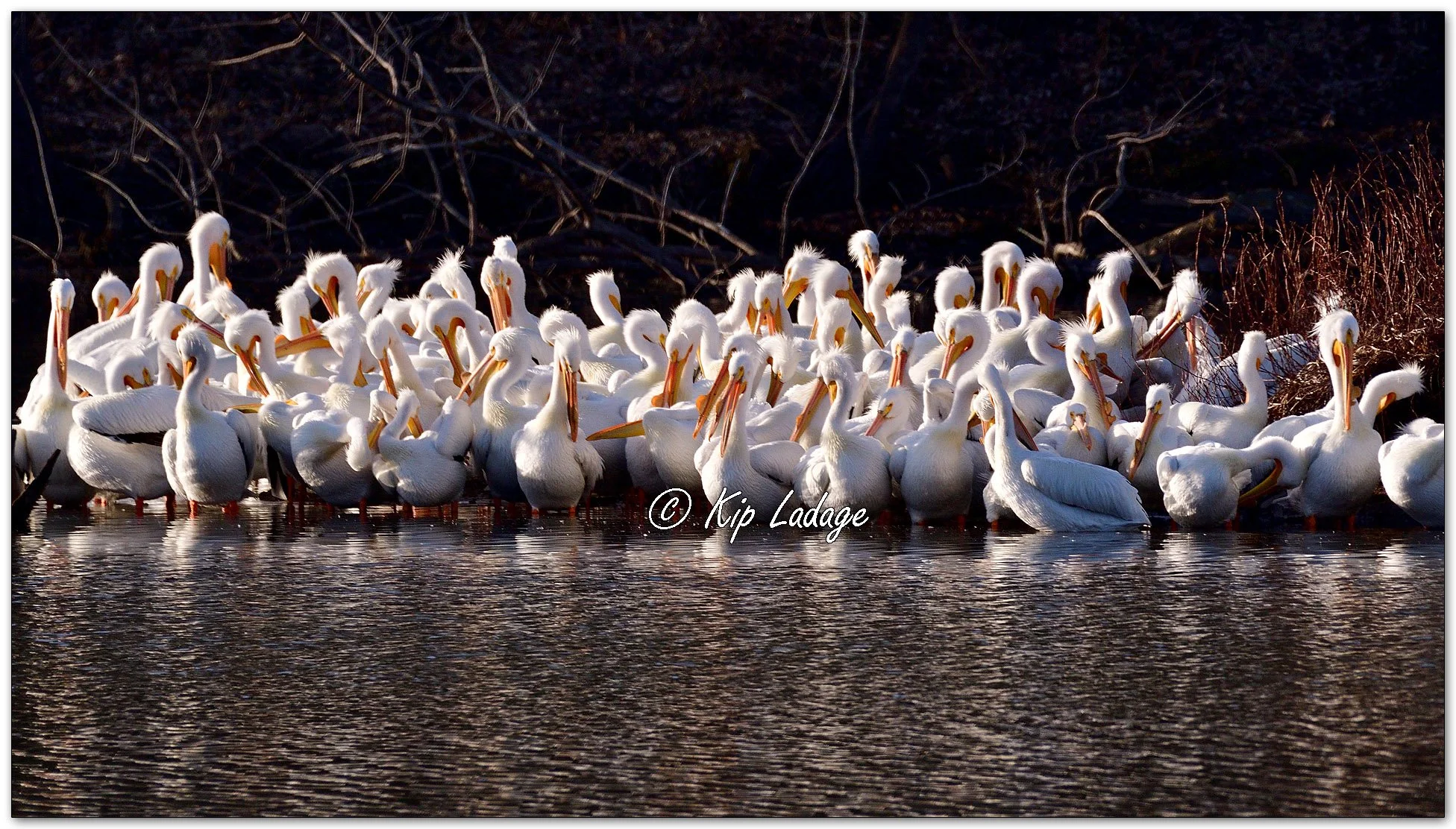 American White Pelicans - Image 1075721