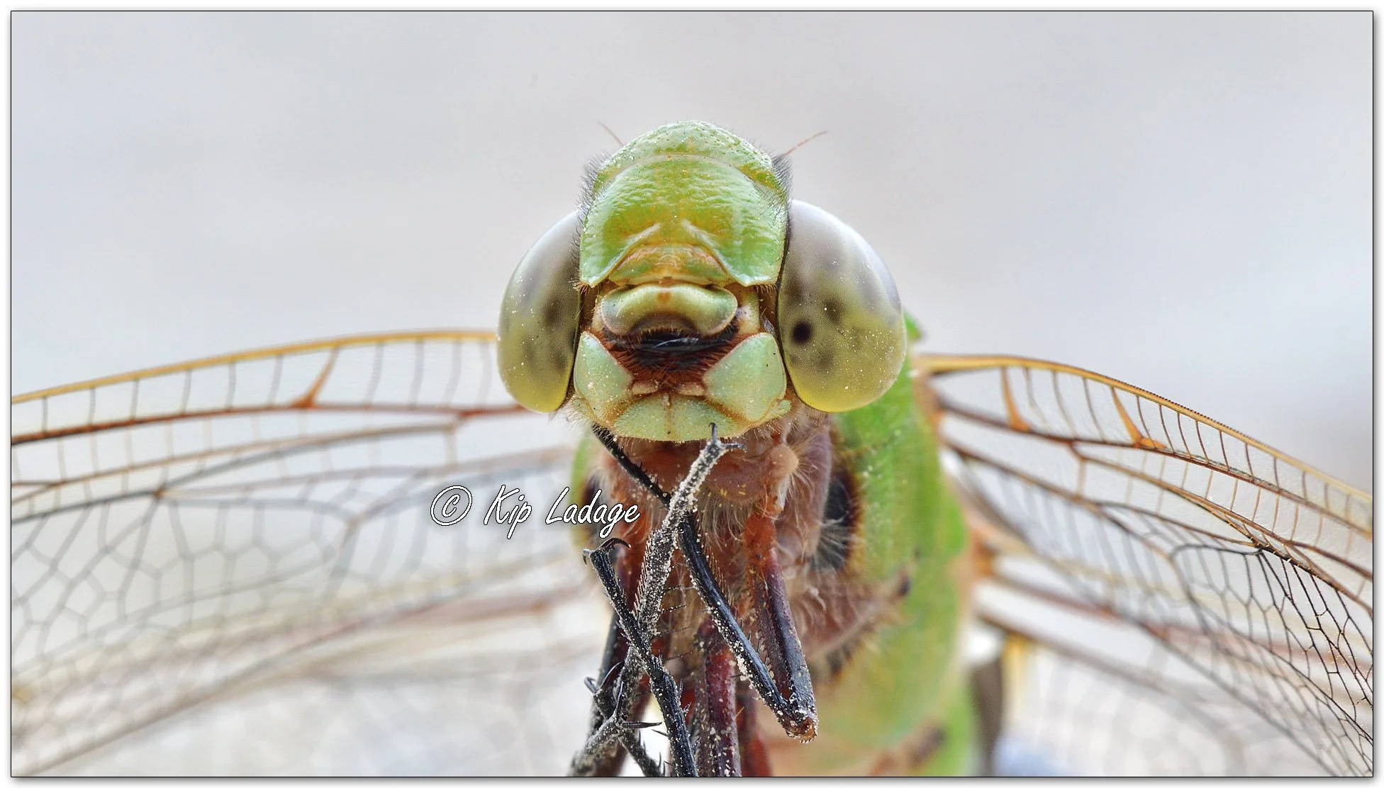 Common Green Darner Dragonfly - Image 1127184