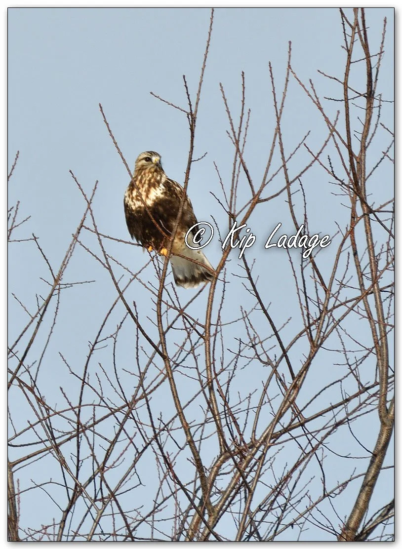 Rough-legged Hawk - Image 1049670