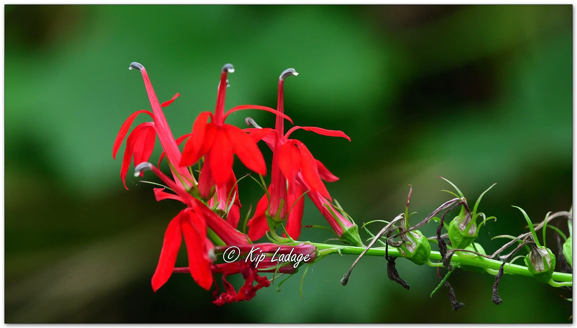 Cardinal Flower - Image 1142427