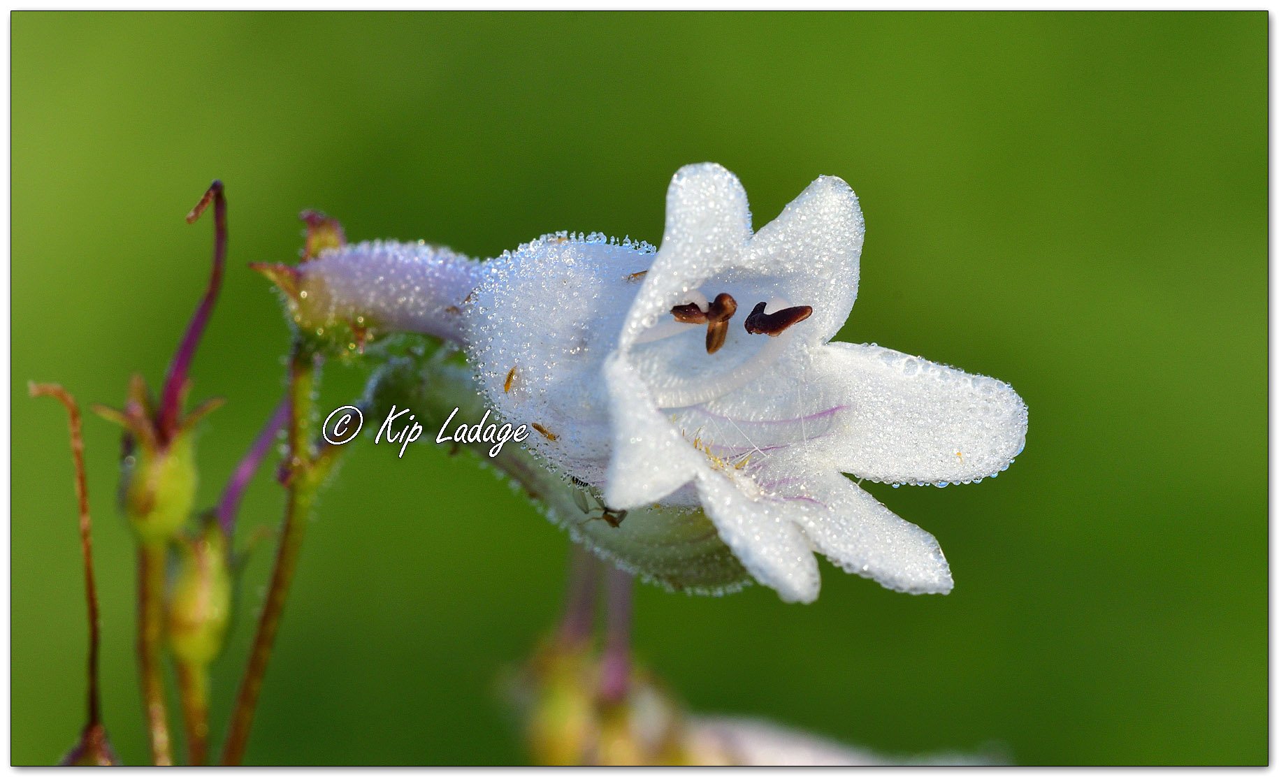 Foxglove Beardtongue - Image 1111418