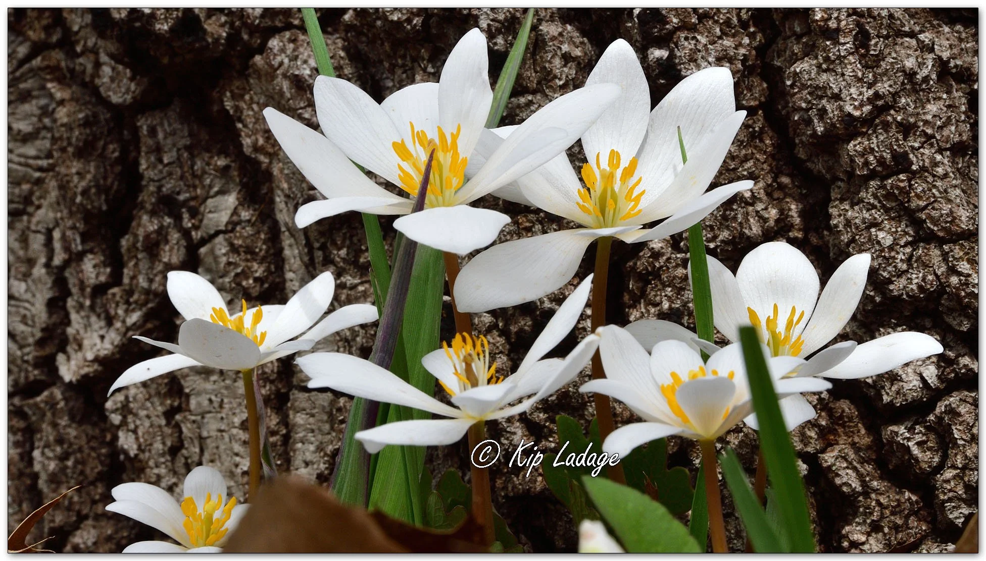 Bloodroot - Image 1086049