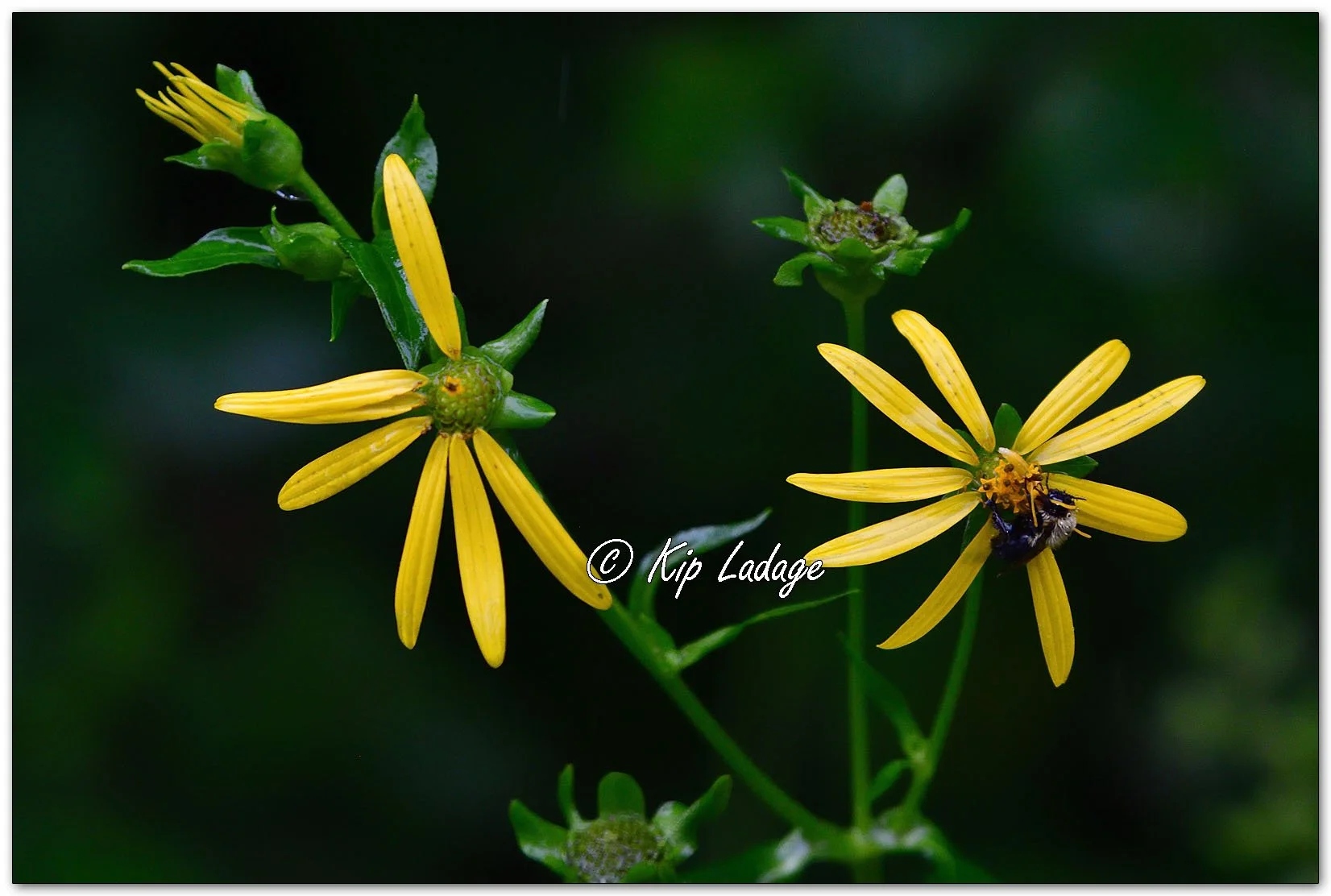Cup Plant in Rain - Image 1152089