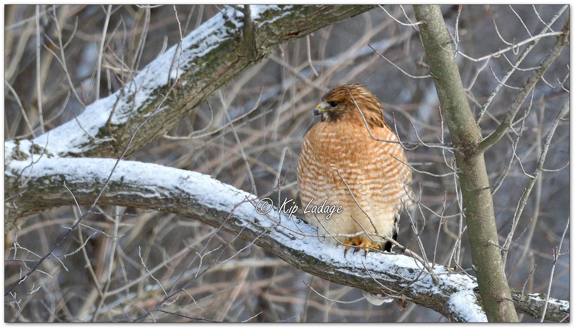 Red-shouldered Hawk - Image 1057102