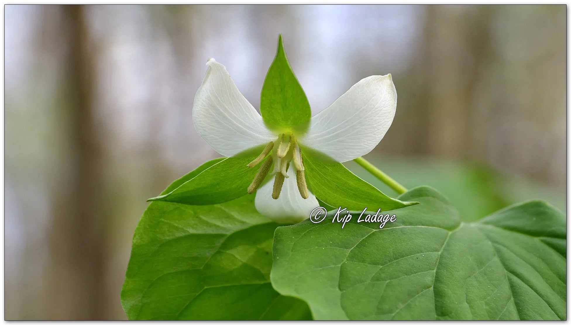 Nodding Trillium - Image 1091745