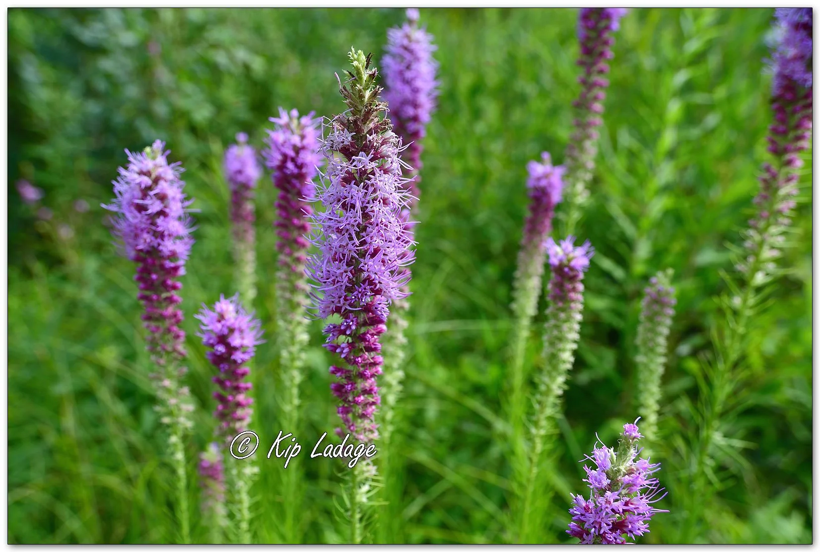 Prairie Blazing Star - Image 1124887