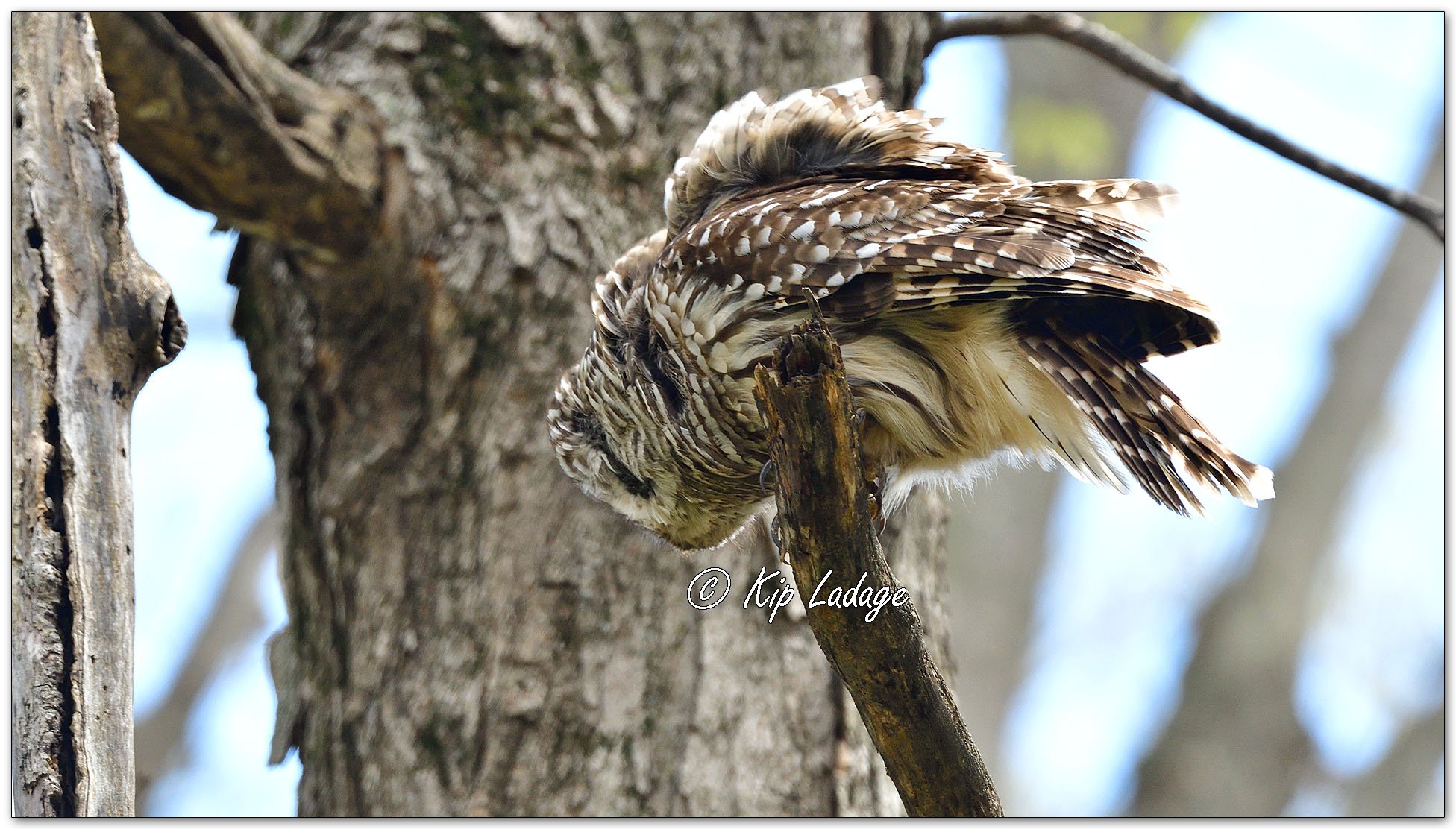 Adult Barred Owl - Image 1090411