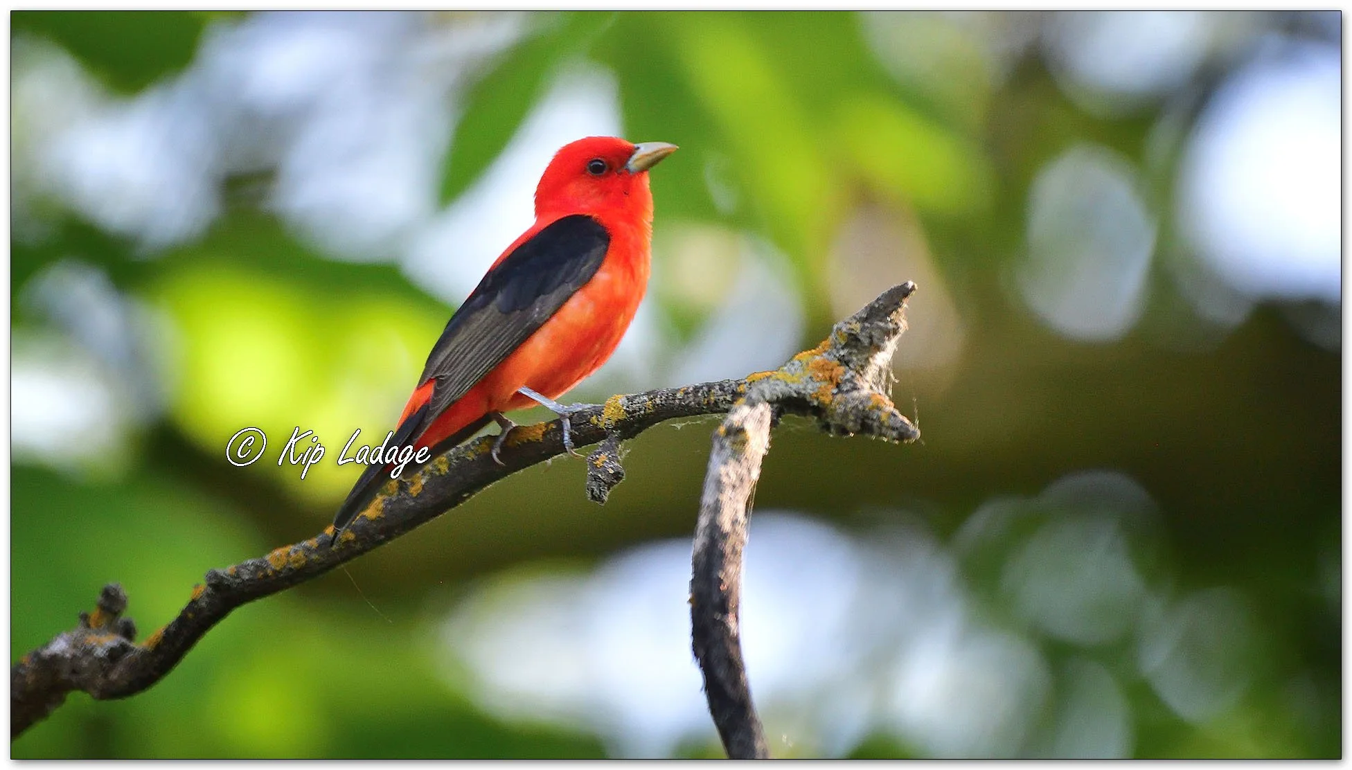 Scarlet Tanager - Image 1100752