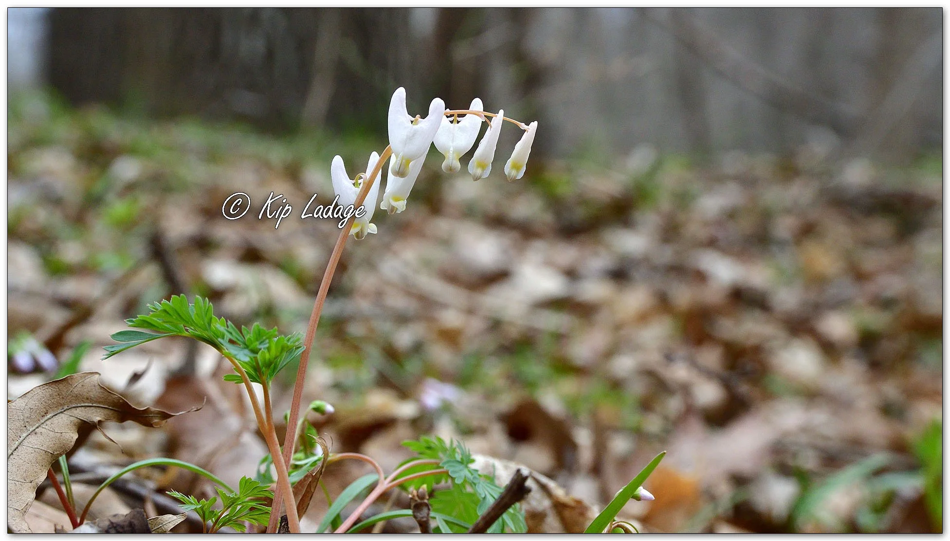 Dutchman's Breeches - Image 1084232