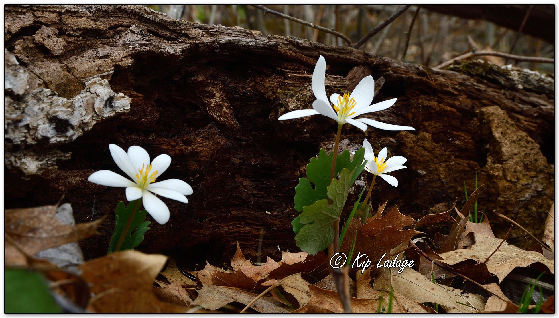Bloodroot - Image 1086128