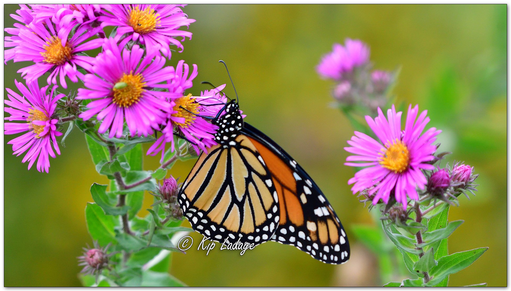 Monarch Butterfly on New England Aster - Image 1150806