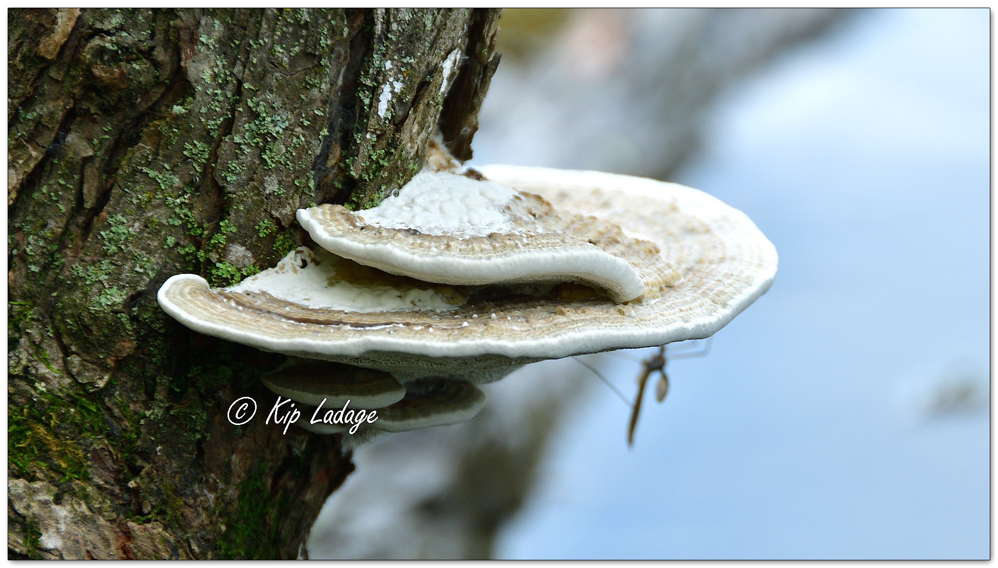 Blushing Bracket Mushroom - Image 1136303