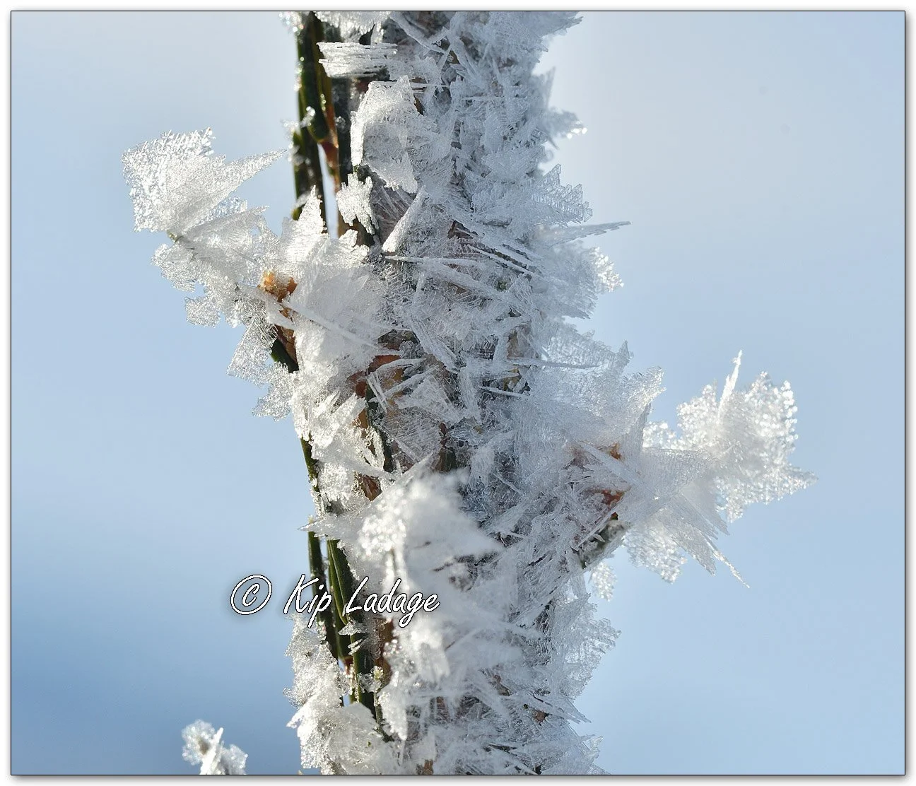 Frost on Conifer - Image 1064706