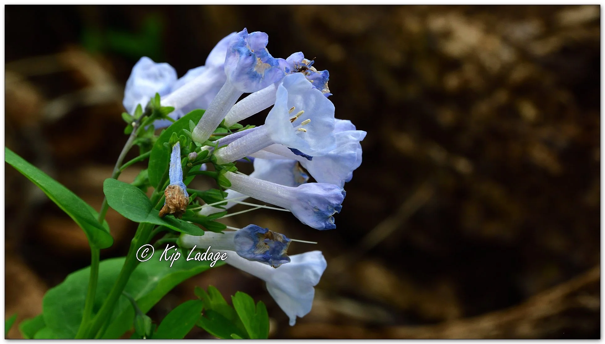 Virginia Bluebells - Image 1091938