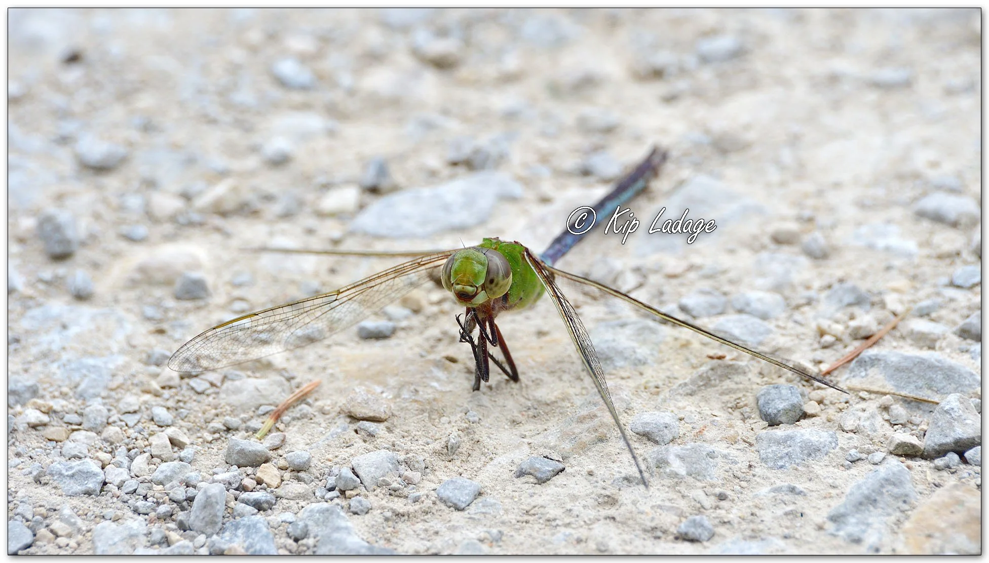 Common Green Darner Dragonfly - Image 1127104