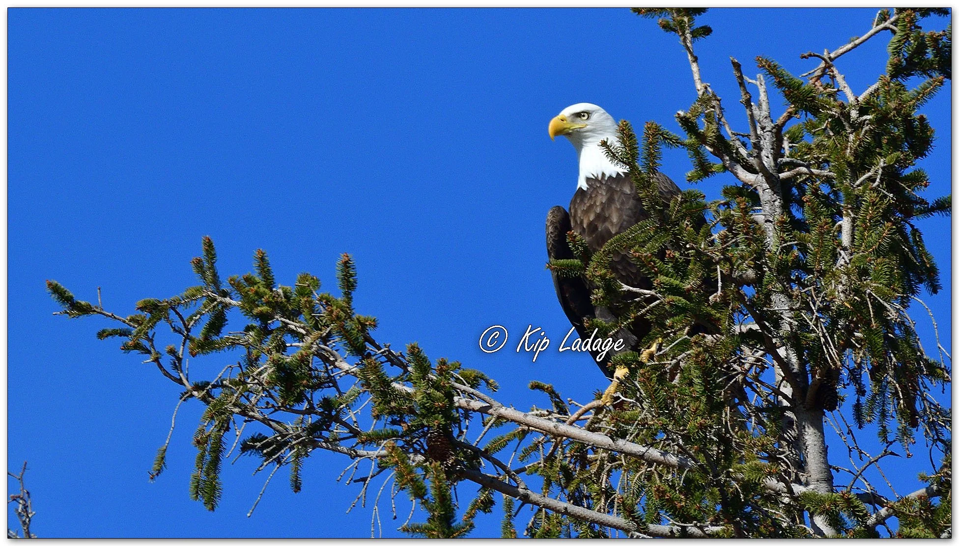 Adult Bald Eagle in Spruce Tree - Image 1075264