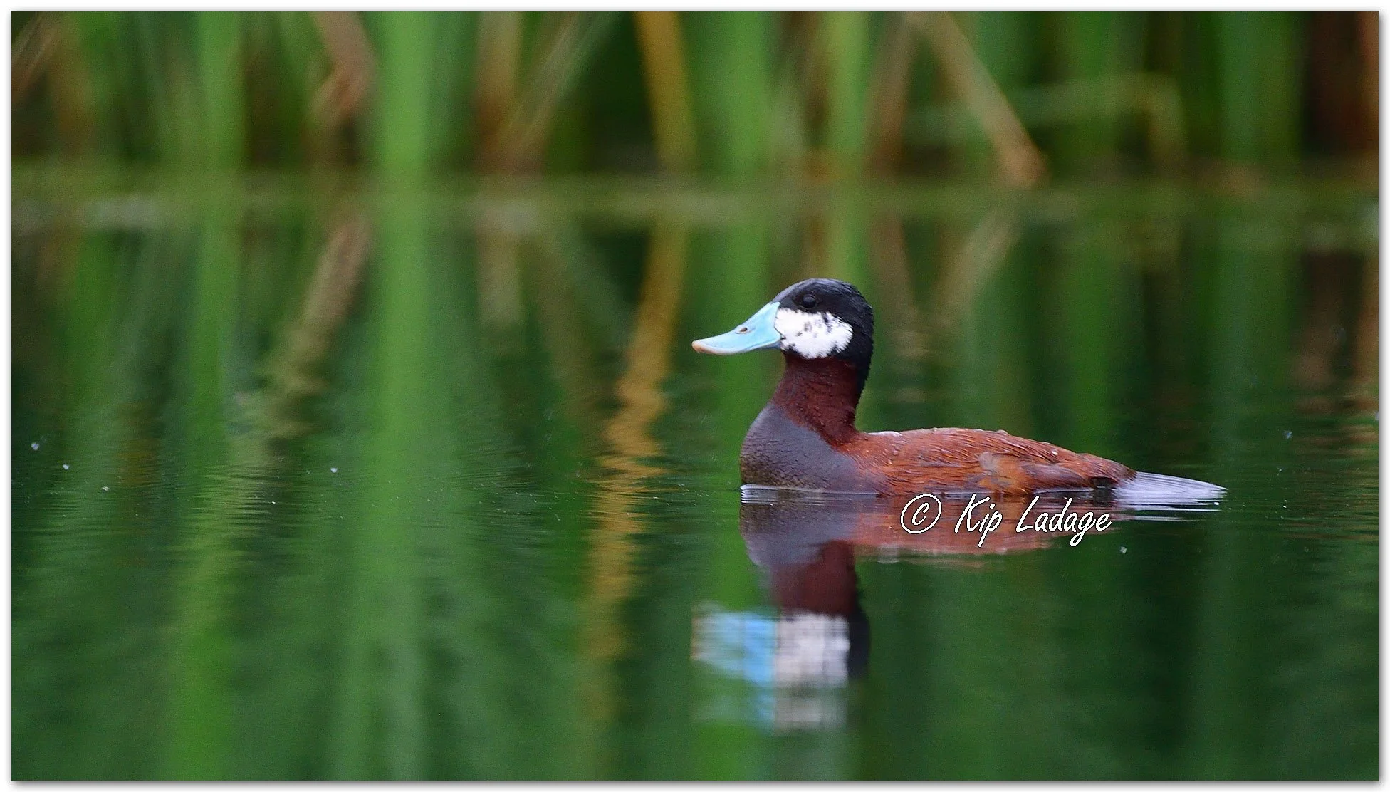 Ruddy Duck - Image 1107224