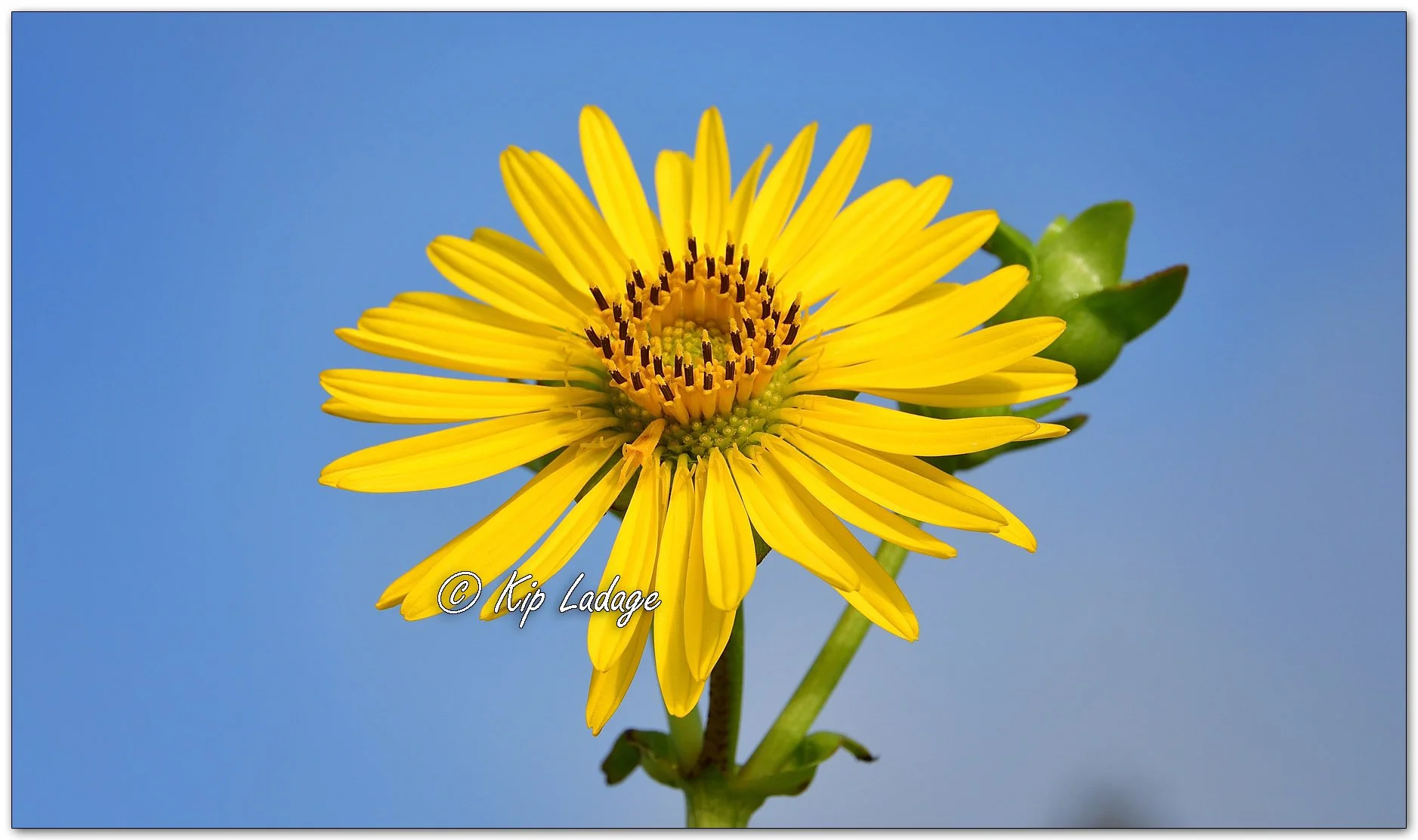 Cup Plant - Image 1127331