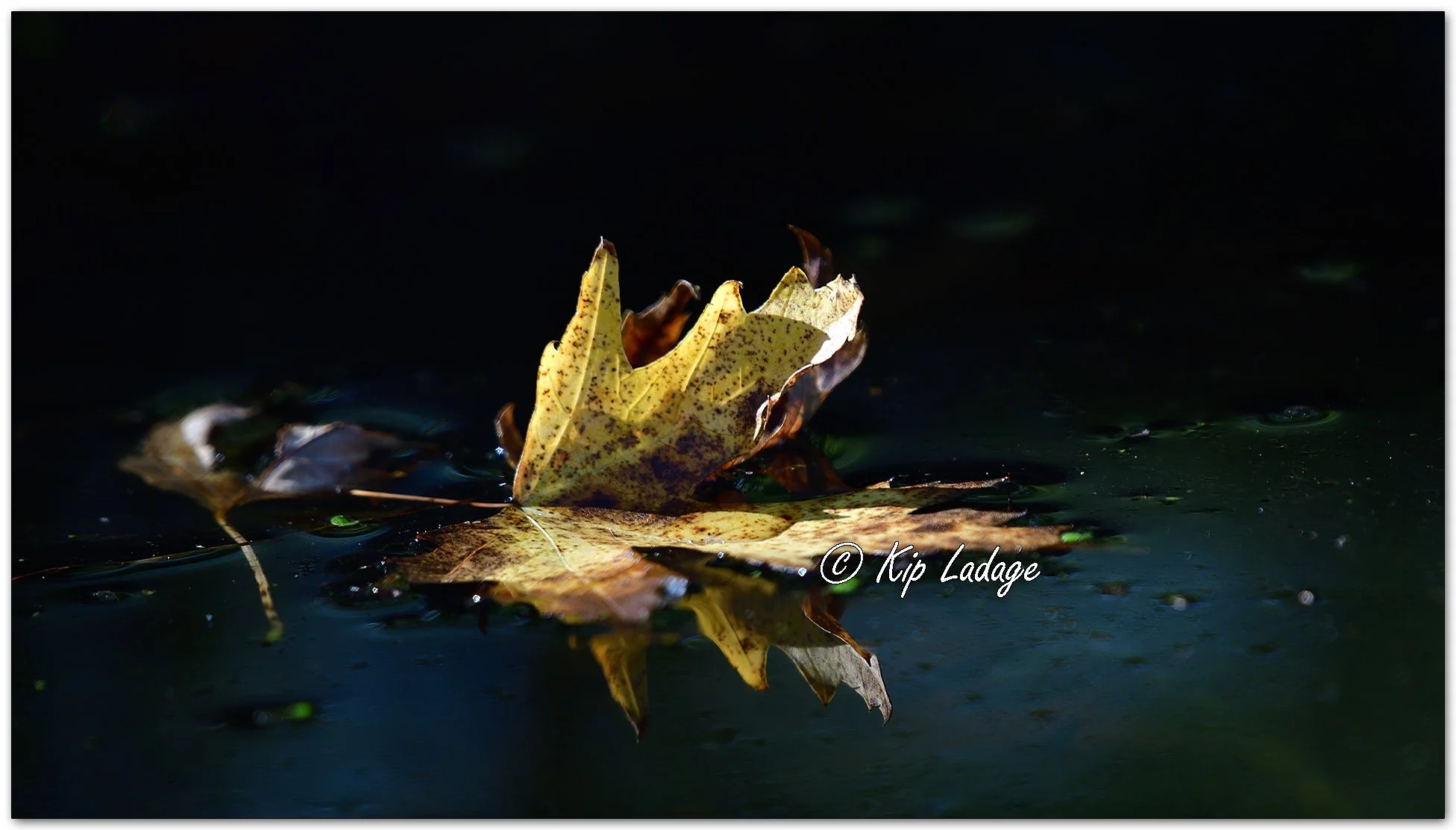 Autumn Leaves on Water - Image 1164248
