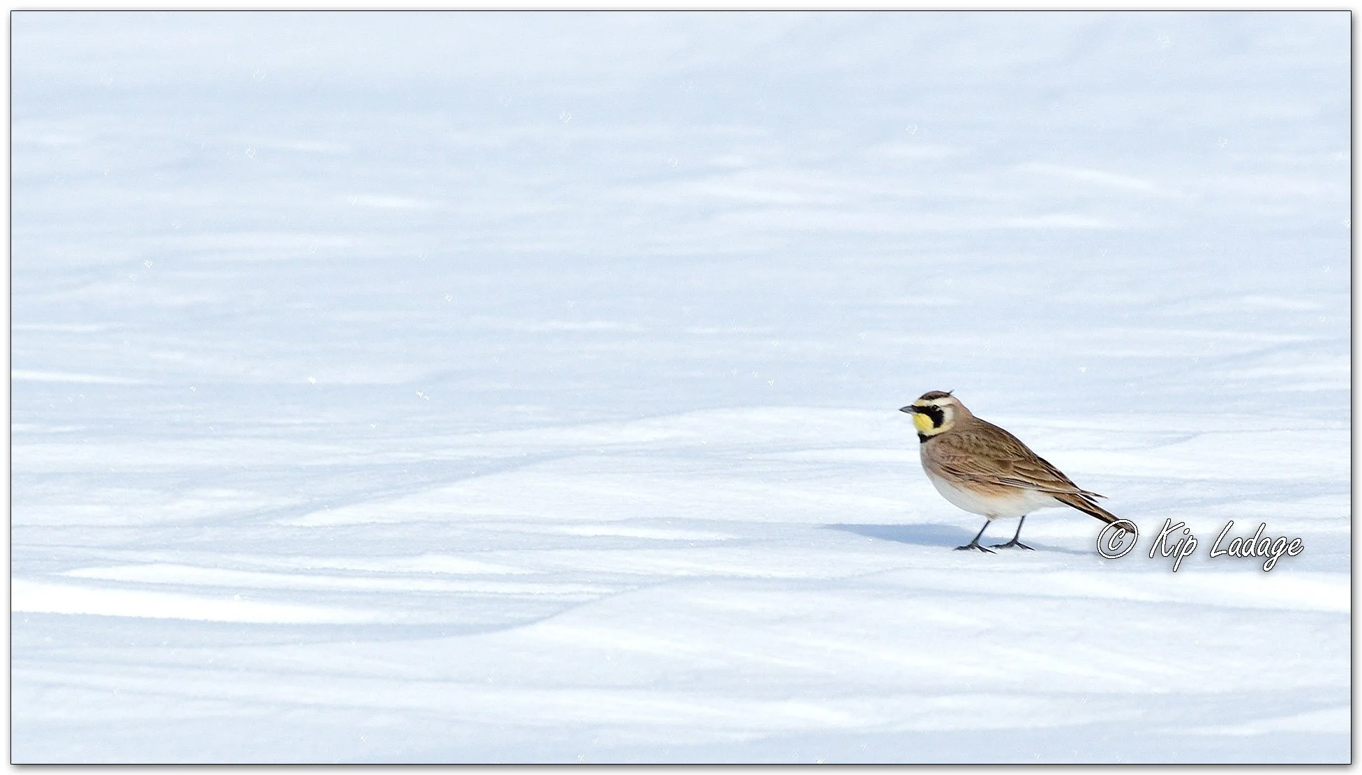 Horned Lark - Image 1064765