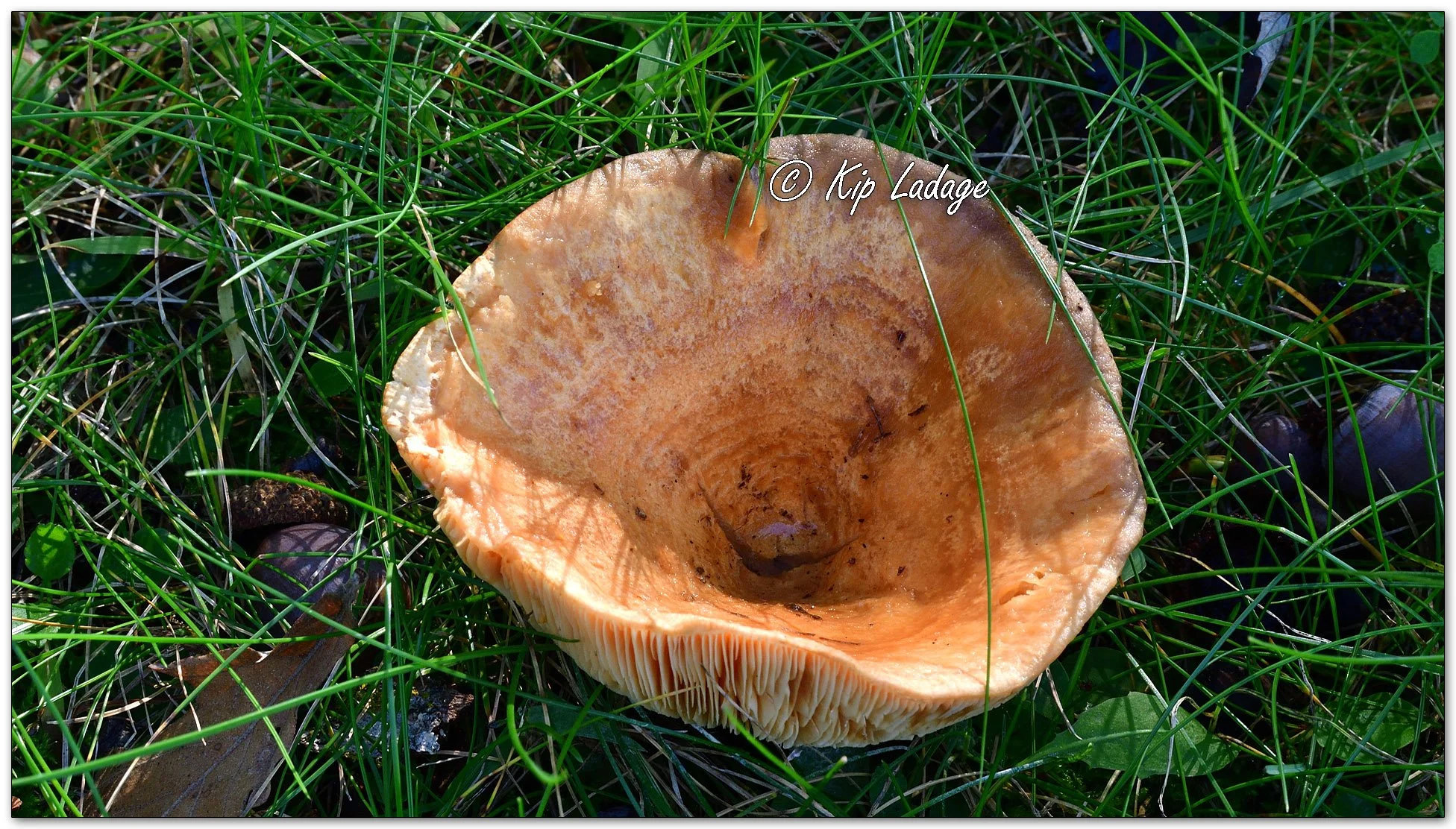 Saffron Milk Cap - Image 1158426