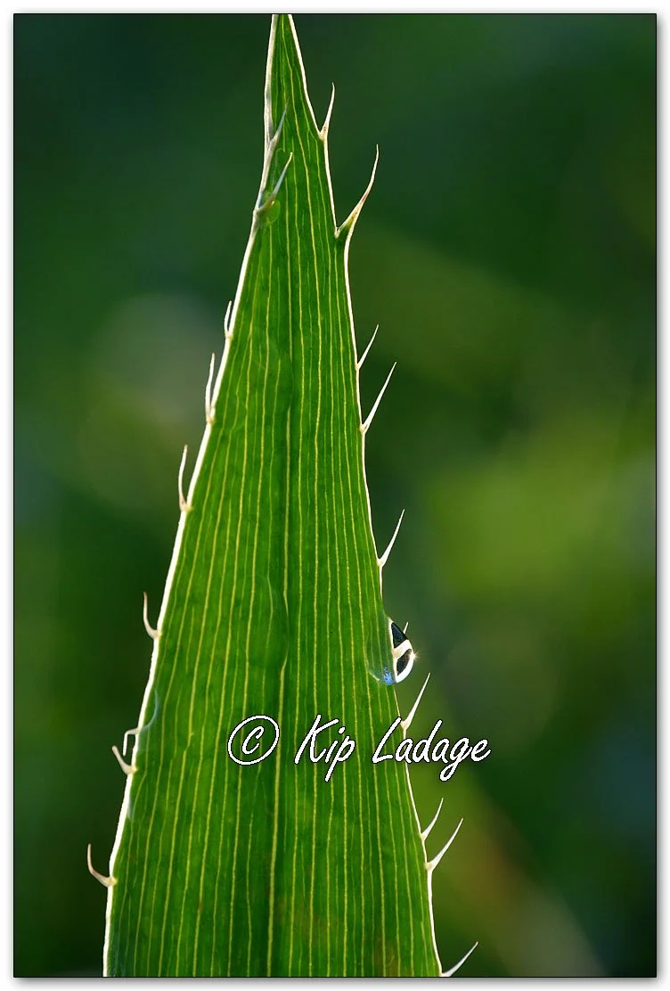 Dew Drops on Rattlesnake Master - Image 1099405