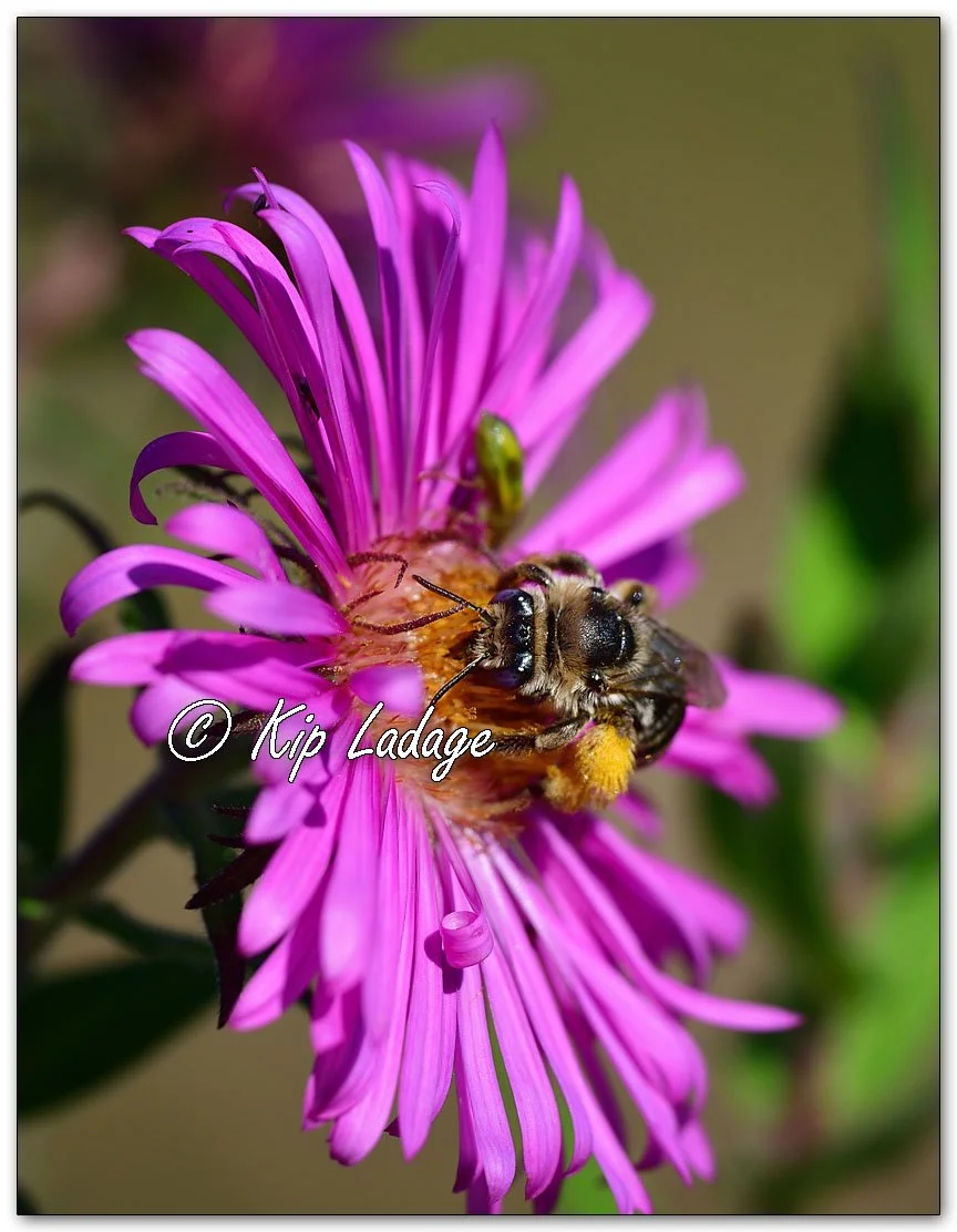 Sunflower Bee on New England Aster - Image 1144808