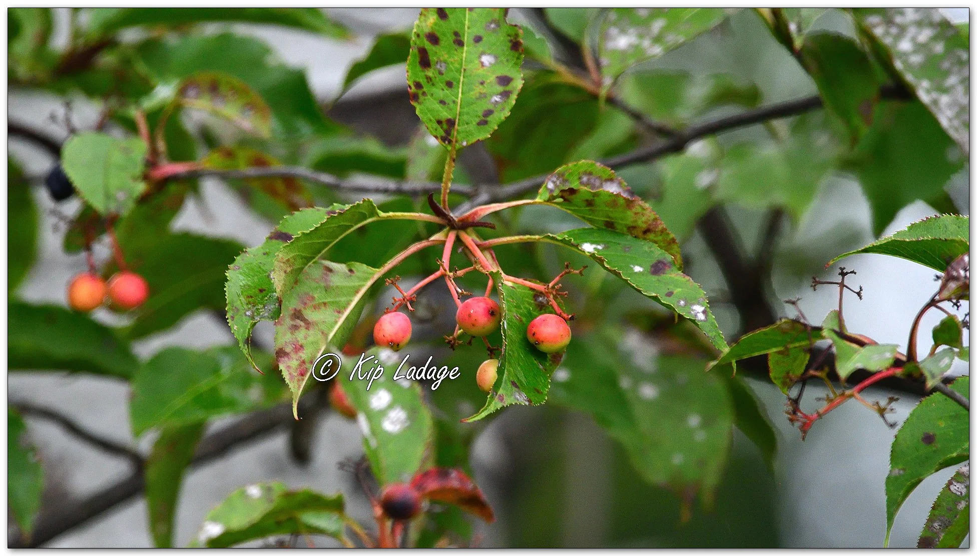 Sweet Viburnum Berries in Rain - Image 1152470