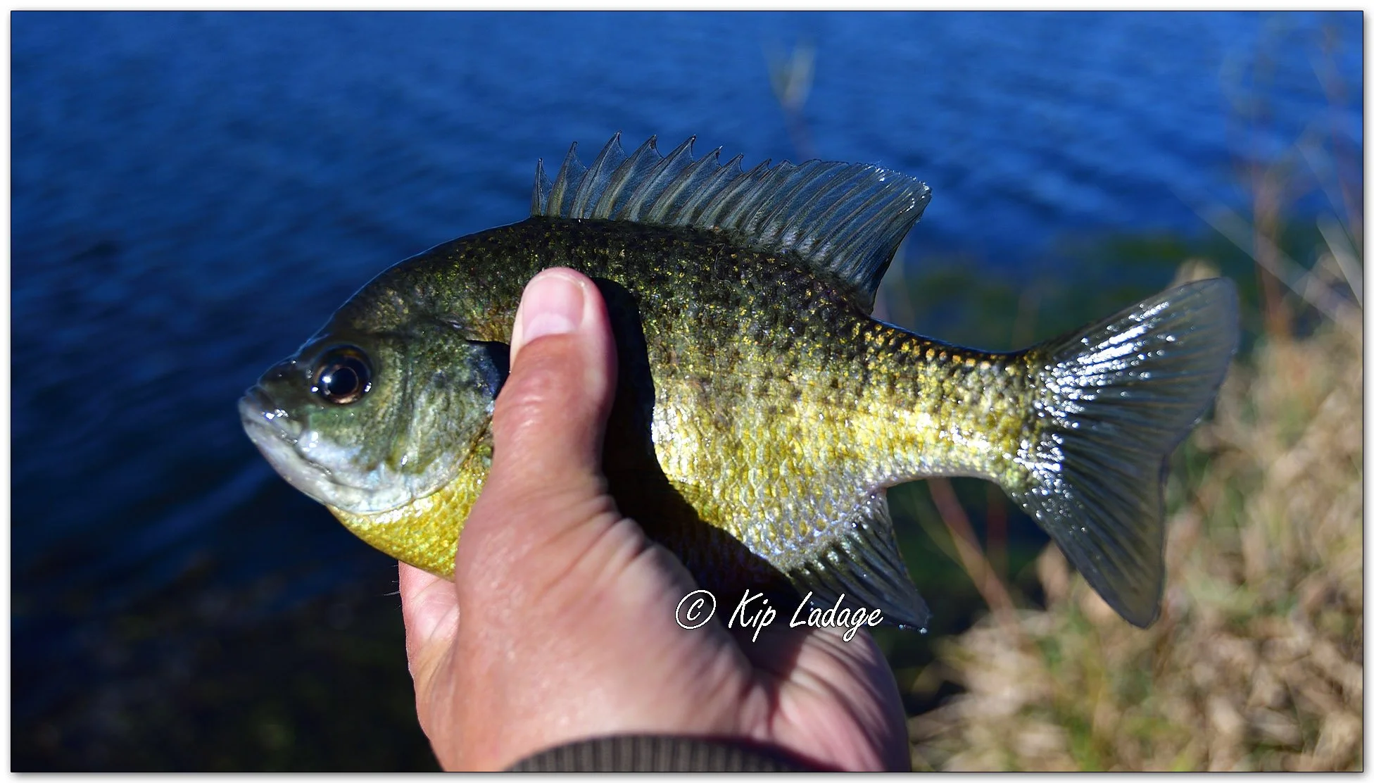 Bluegill - Image 1164147