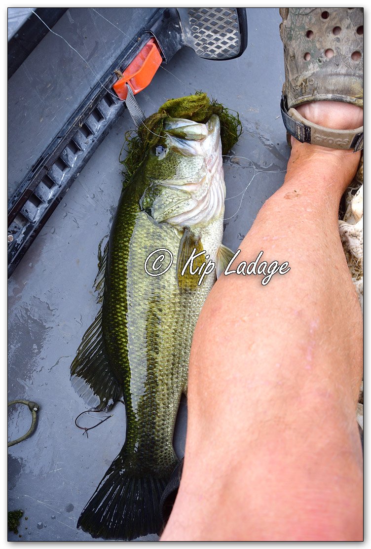 Largemouth Bass - Image 1144455