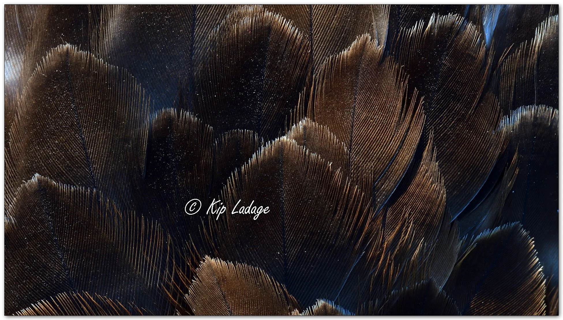 Red-tailed Hawk Macro - Image 1084761