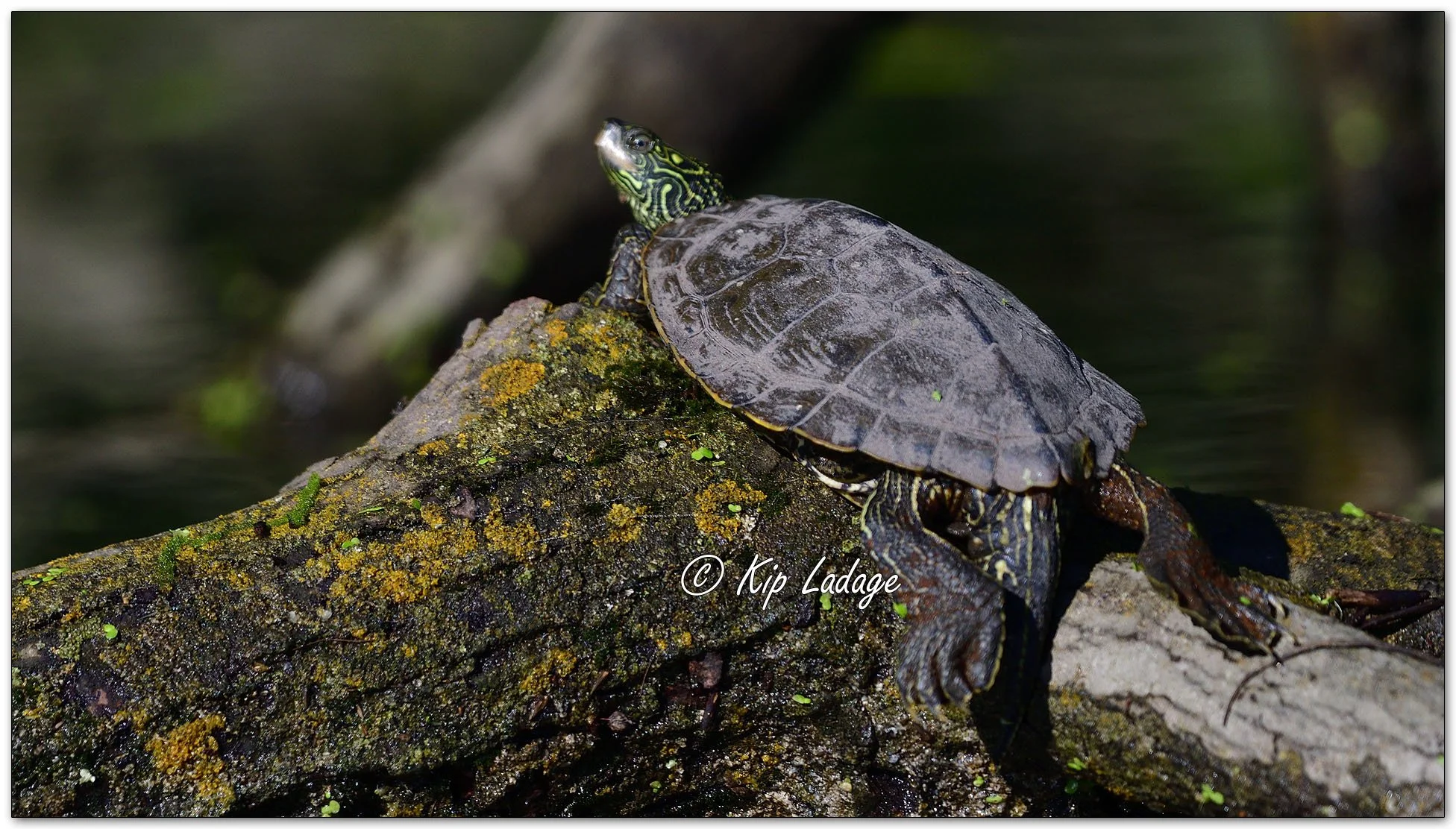Kip’s Comments - August 24, 2025 — LadagePhotography.com