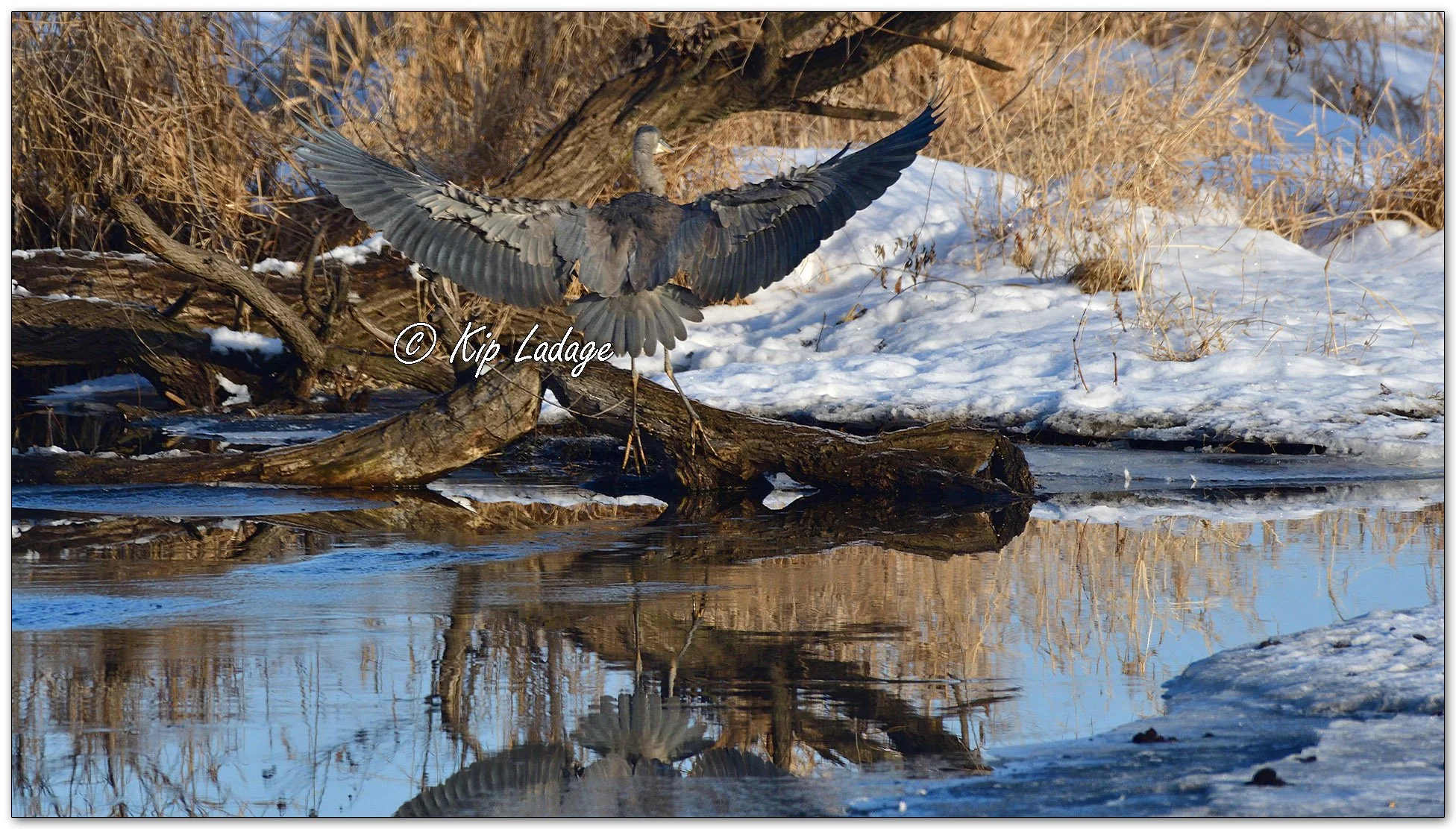 Great Blue Heron in Winter - Image 1050783