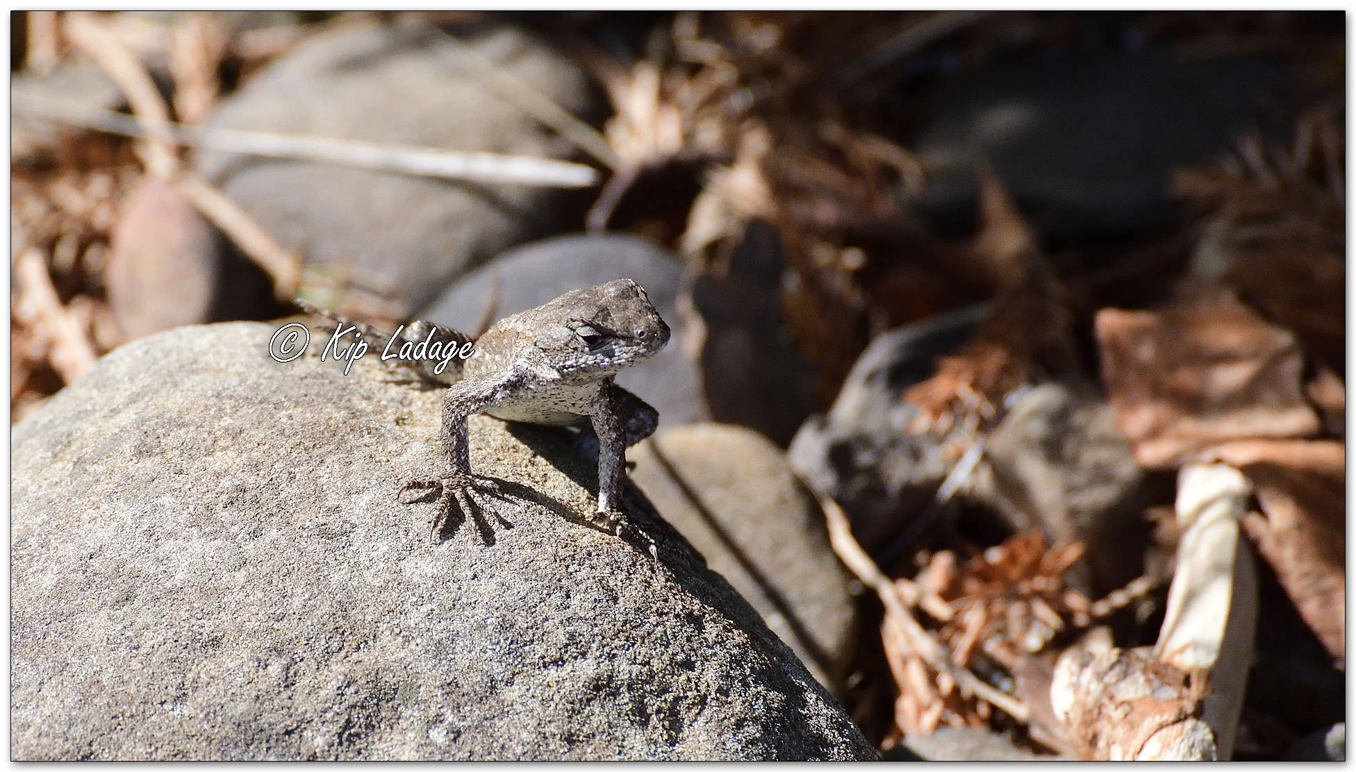 Eastern Fence Lizard - Image 1167599