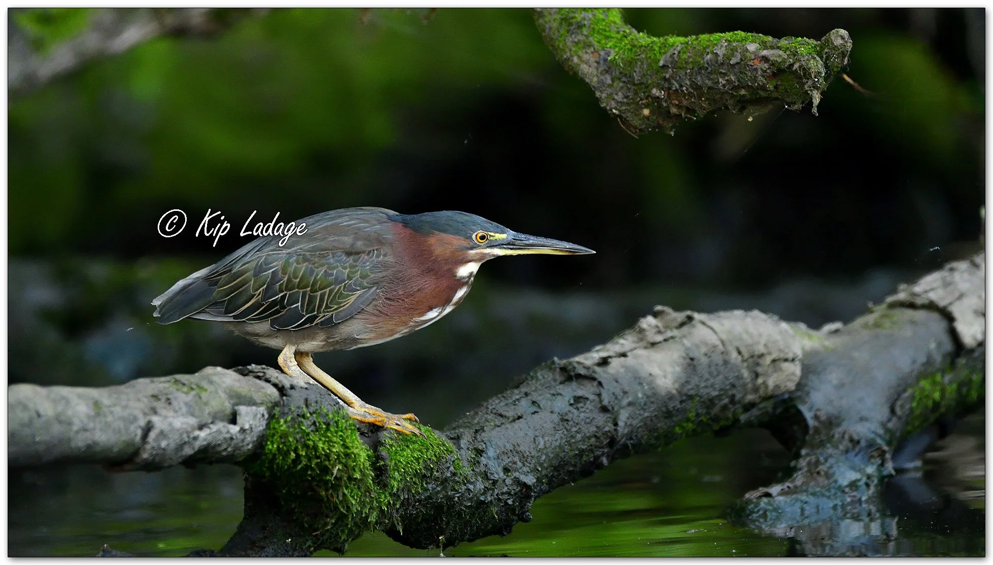 Green Heron - Image 1136767