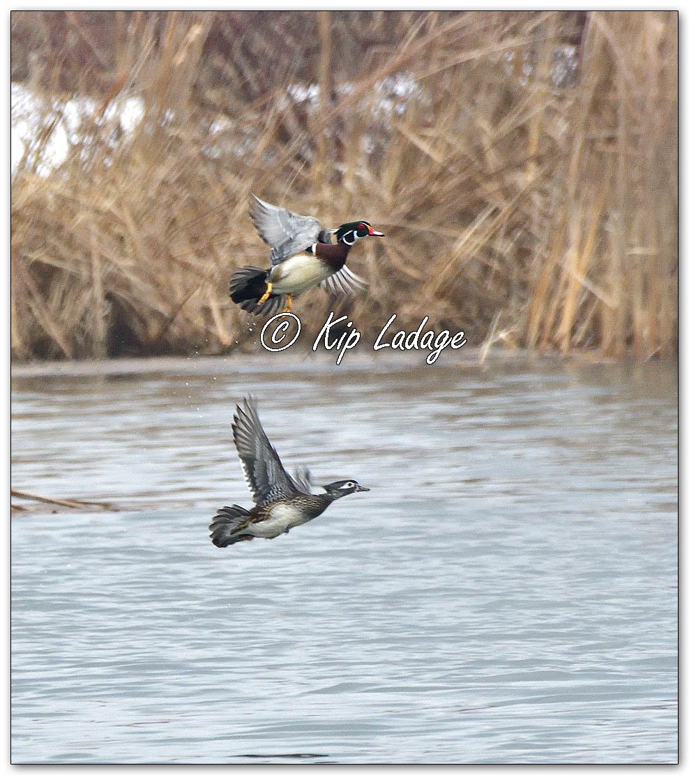 Wood Ducks in Fog - Image 1069301