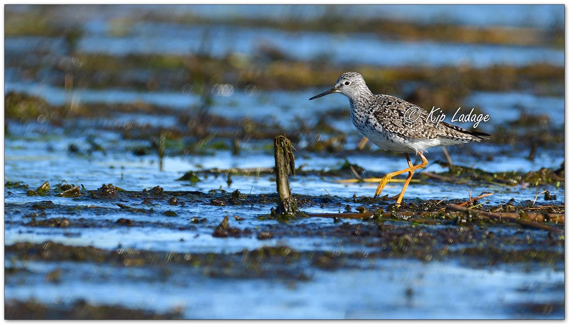 Lesser Yellowlegs - Image 1092669