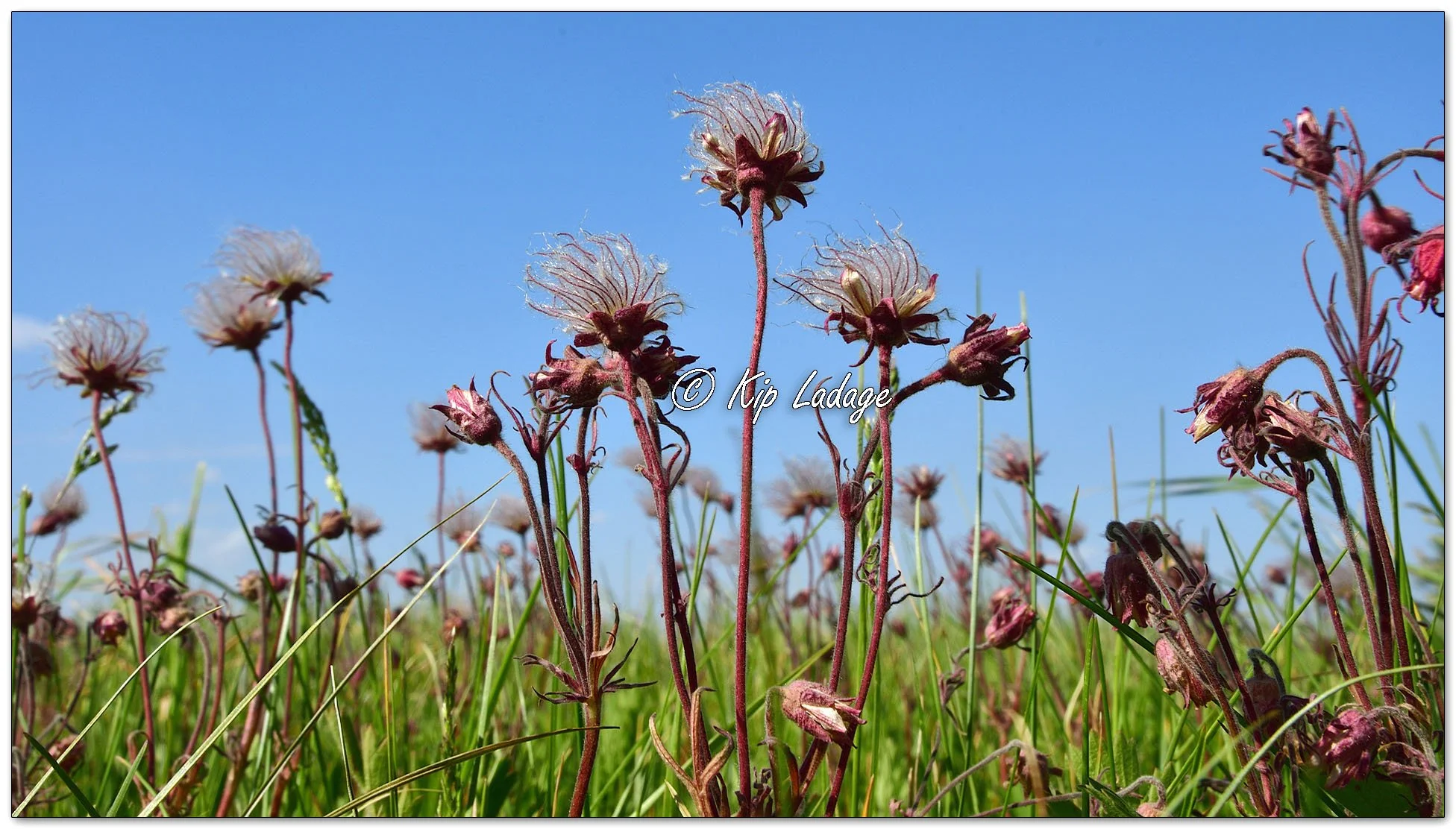 Prairie Smoke (Grandfather's Whiskers) - Image 1097263