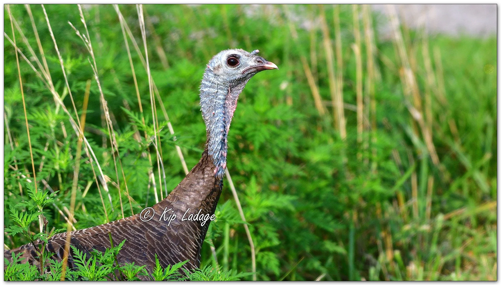 Wild Turkey - Image 1132085