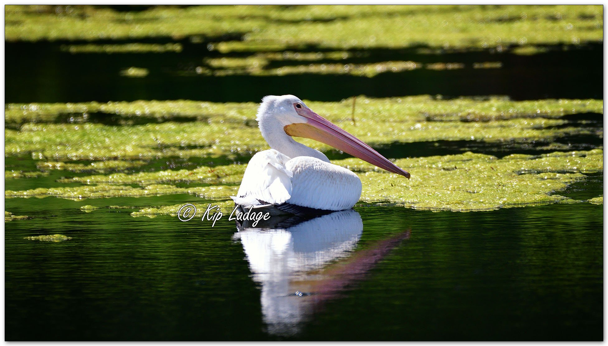 Injured American White Pelican - Image 1137489