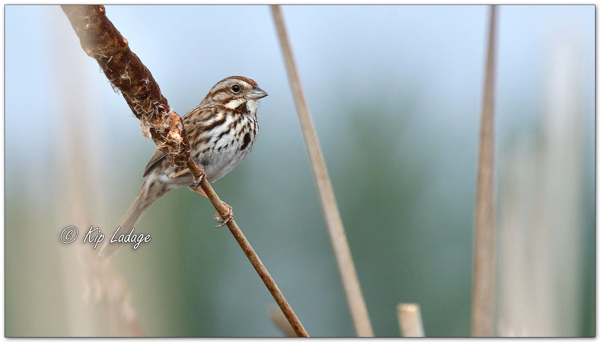 Song Sparrow - Image 1089122