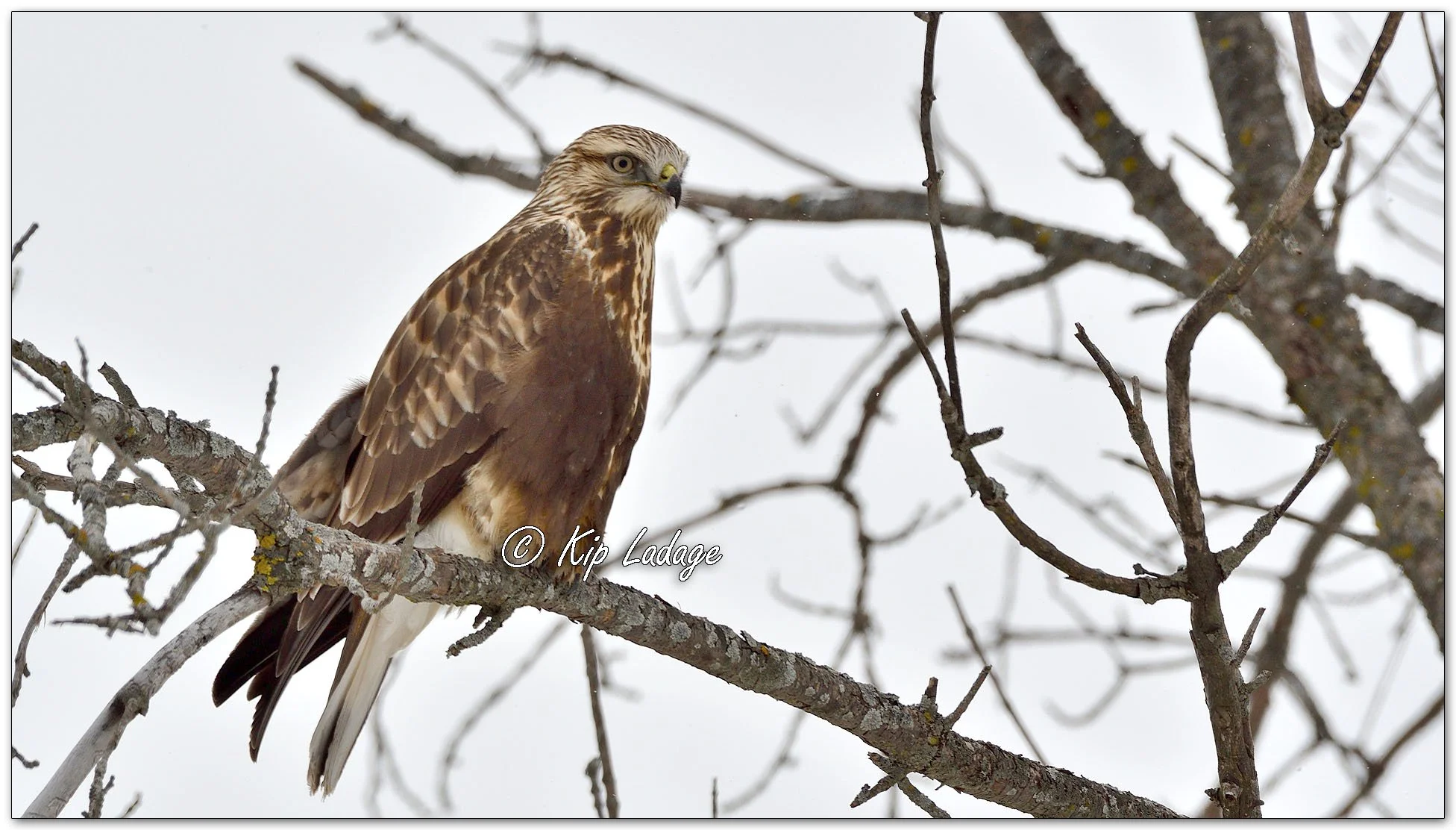Rough-legged Hawk in Flight - Image 1061091