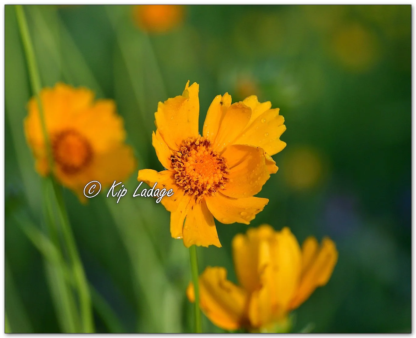 Lance-leaved Coreopsis - Image 11114311