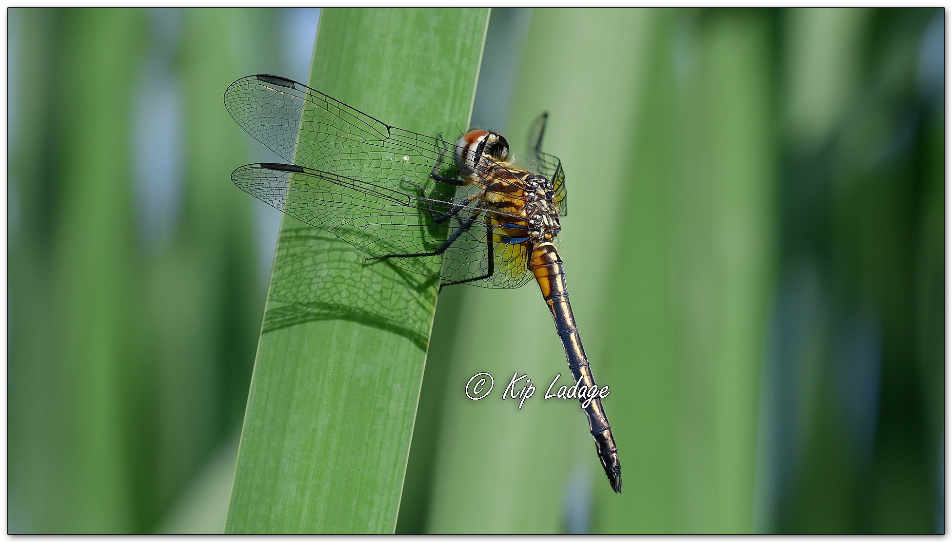 Blue Dasher Dragonfly - Image 1105434