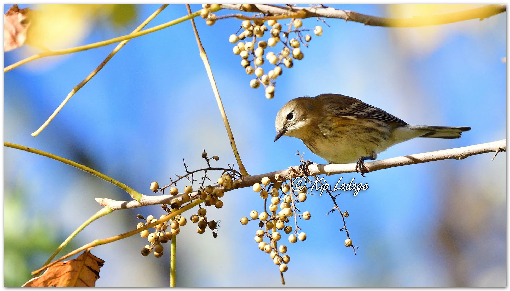 Yellow-rumped Warbler and Poison Ivy Berries - Image 1161417