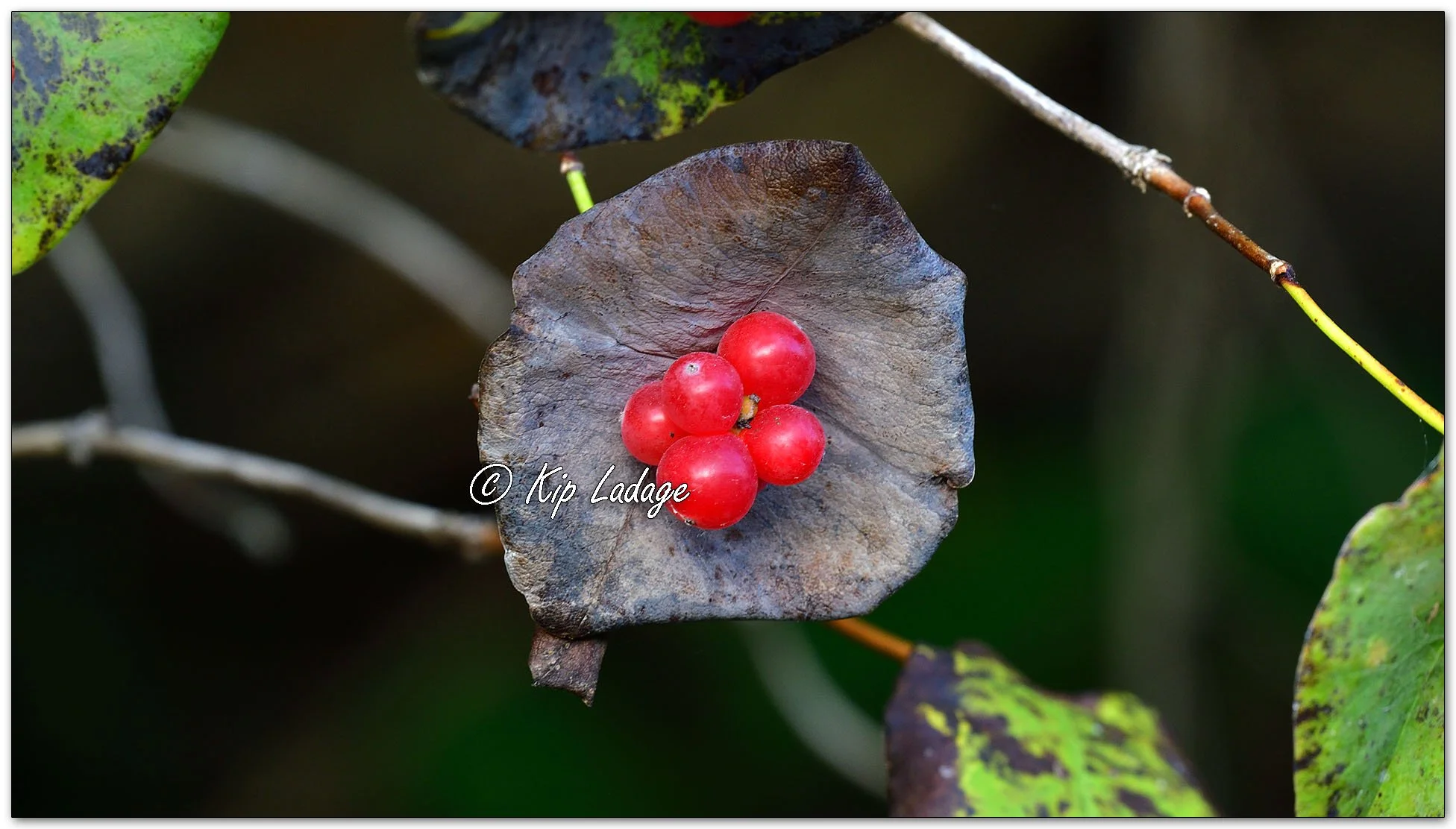 Grape Honeysuckle - Image 1146080