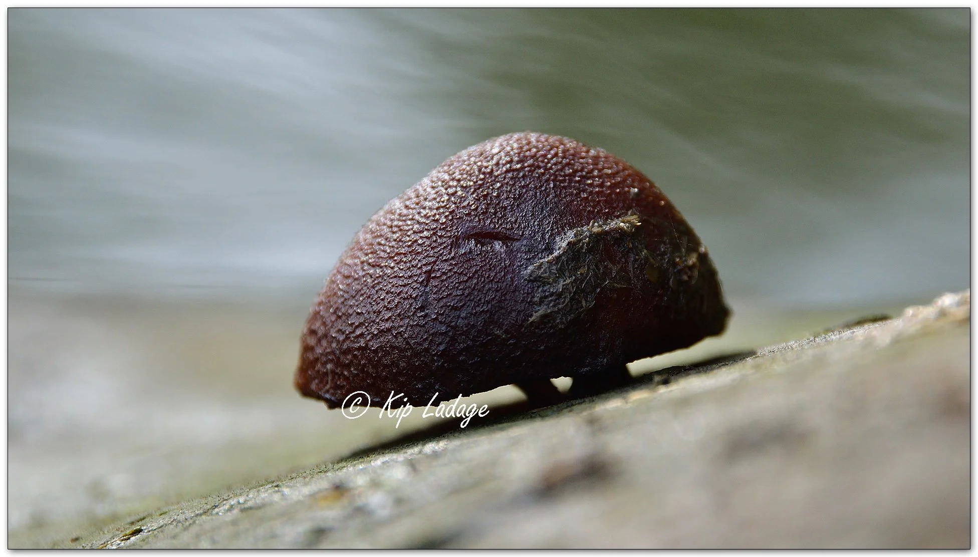 Golden-gilled Gymnopilus - Image 1153513