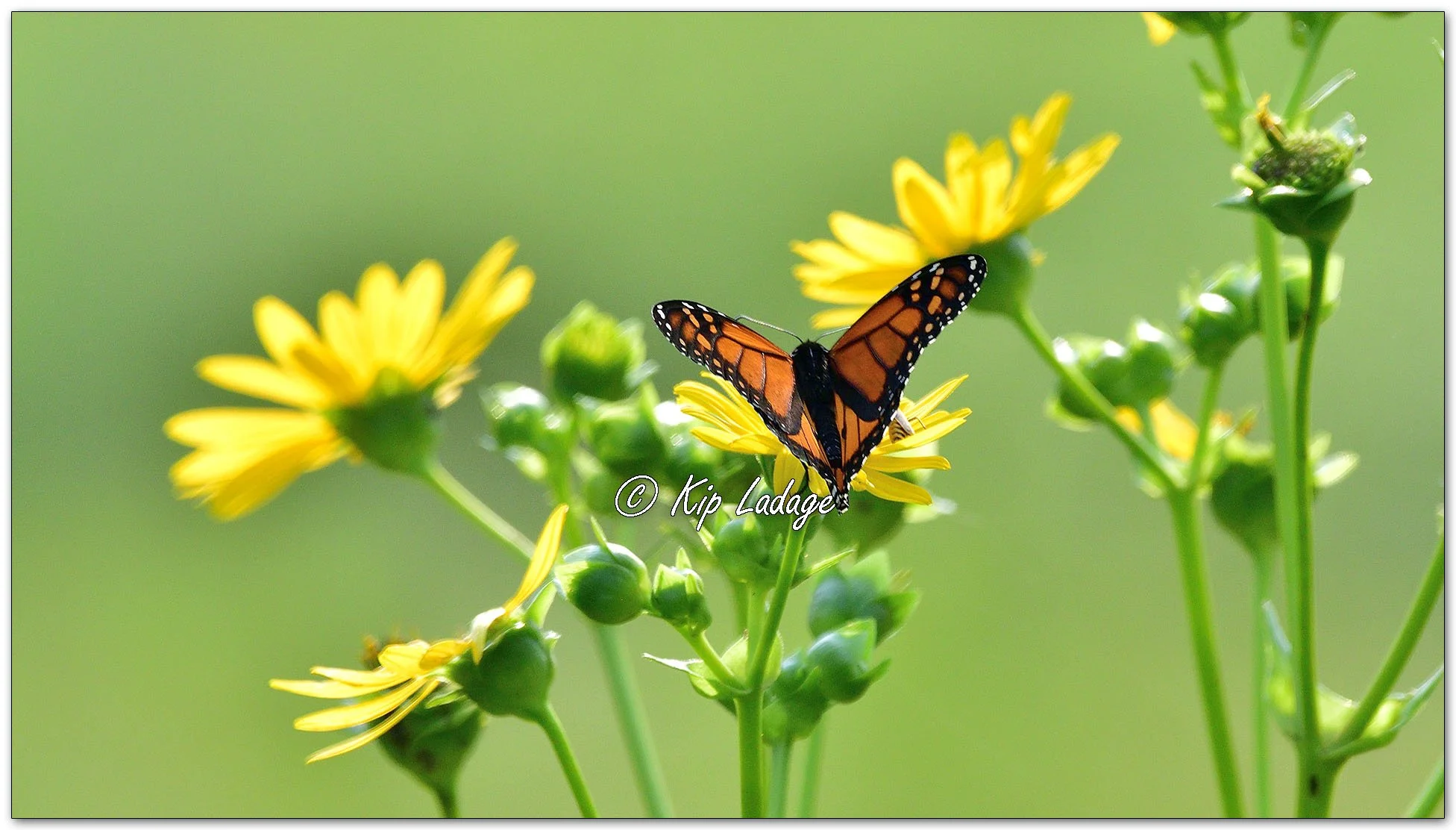 Monarch Butterfly on Cup Plant - Image 1132010